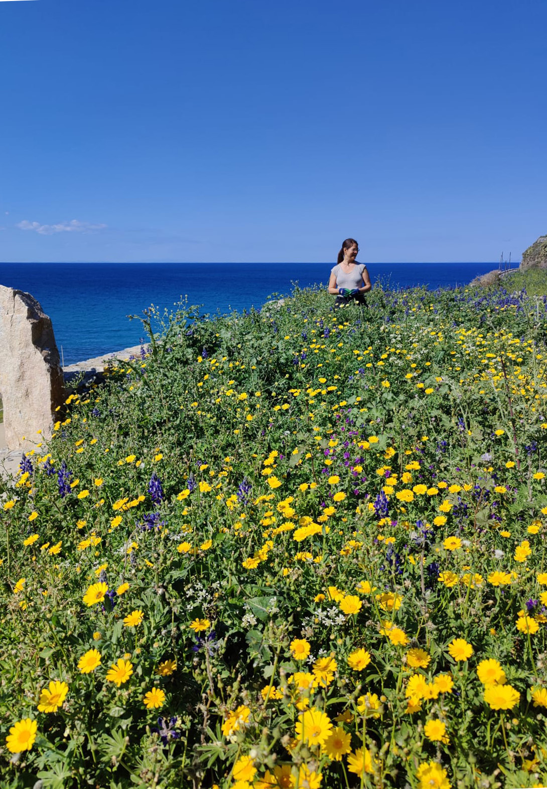 spring flowers ikaria